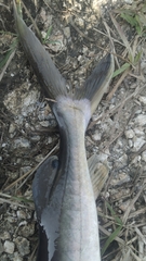 Sperata seenghala