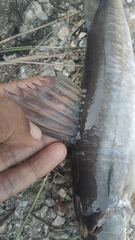 Sperata seenghala