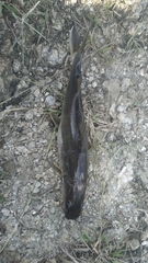 Sperata seenghala