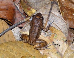 Limnonectes acuticeps
