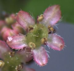 Chaerophyllum ramosum