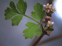 Chaerophyllum ramosum