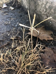 Cynodon dactylon