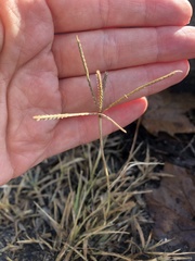 Cynodon dactylon