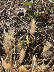 Setaria viridis