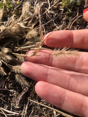 Setaria viridis
