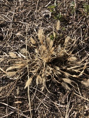 Setaria viridis