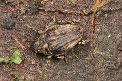Psepholax