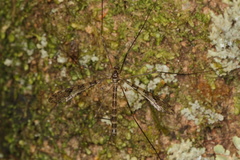 Austrolimnophila argus