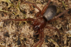 Hypodrassodes maoricus