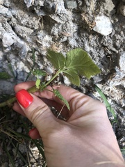 Magnoliopsida