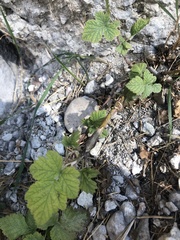 Magnoliopsida