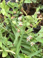 Lobelia concolor