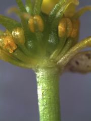 Ranunculus glabrifolius