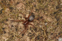 Hypodrassodes maoricus