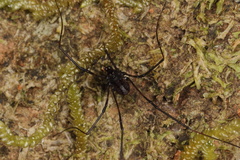 Enantiobuninae
