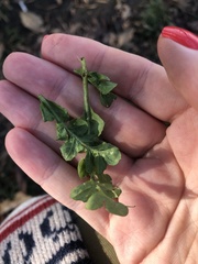 Capsella bursa-pastoris