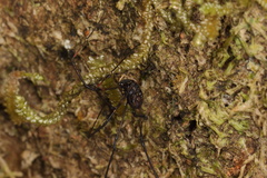 Enantiobuninae