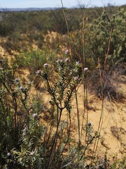 Leucadendron brunioides brunioides