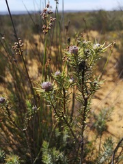 Leucadendron brunioides brunioides