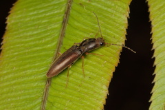Oxylasma