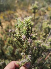Leucadendron brunioides brunioides