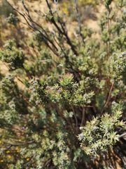 Leucadendron brunioides brunioides