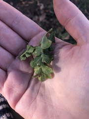 Capsella bursa-pastoris