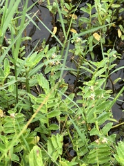 Lobelia concolor