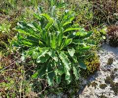 Papaver somniferum