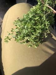 Galium
