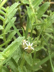 Lobelia concolor