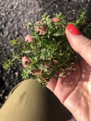 Galium