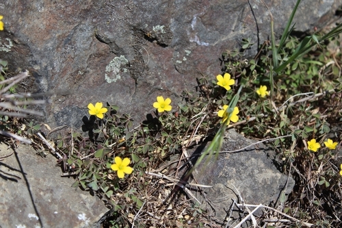 Oxalis exilis