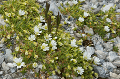 Cerastium latifolium