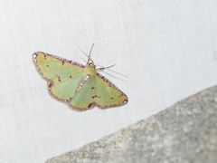 Eucyclodes buprestaria