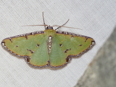 Eucyclodes buprestaria