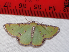 Eucyclodes buprestaria