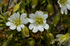 Cerastium latifolium