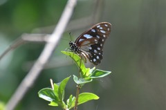 Graphium leonidas leonidas
