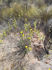 Athanasia spathulata