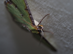 Eucyclodes buprestaria