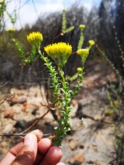 Athanasia spathulata