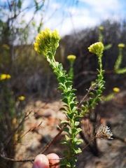 Athanasia spathulata