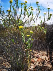 Athanasia spathulata
