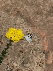 Athanasia spathulata