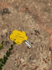 Athanasia spathulata