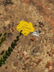 Athanasia spathulata