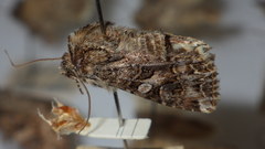 Anarta odontites