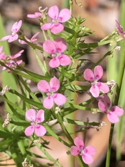 Stylidium adnatum